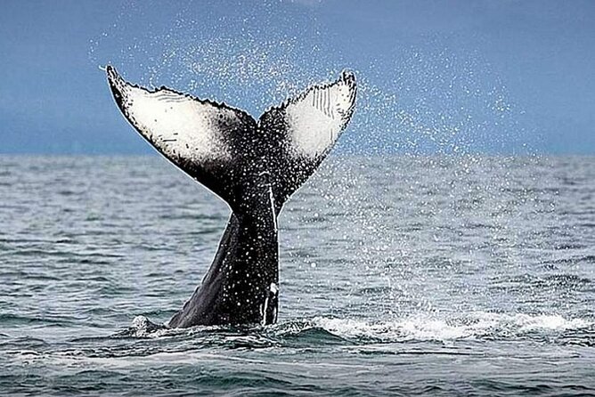 Los Cabos Whale Watching & Snorkel Adventure with Food & Drinks - Who should book this Cabo whale-and-snorkel charter