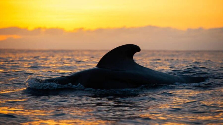 Los Cristianos: Eco Yacht Whale Watching Tour at Sunset - Key things to know before you go