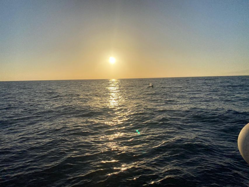 Los Cristianos: Eco Yacht Whale Watching Tour at Sunset - Who this tour fits best