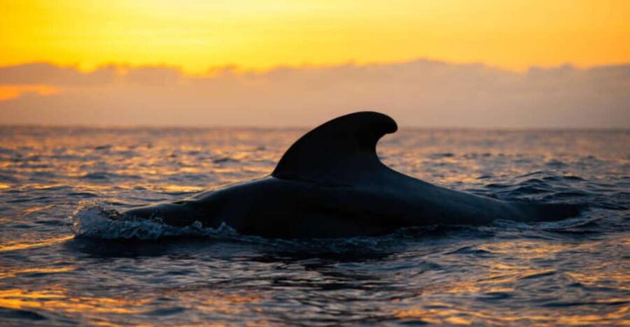 Los Cristianos: Eco Yacht Whale Watching Tour at Sunset - The Travelin’ Lady promise: ethical whale watching with quiet engineering