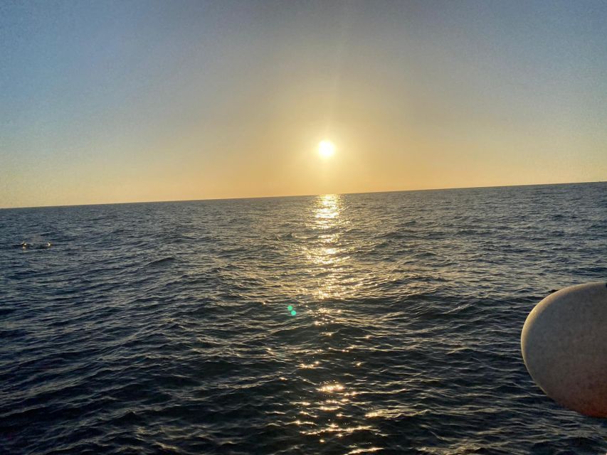 Los Cristianos: Eco Yacht Whale Watching Tour at Sunset - Wildlife you can realistically hope to see