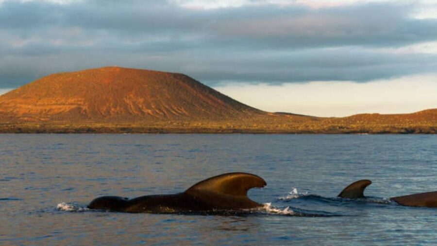 Los Cristianos: Eco Yacht Whale Watching Tour at Sunset - The possible swim stop: when it happens and what to expect