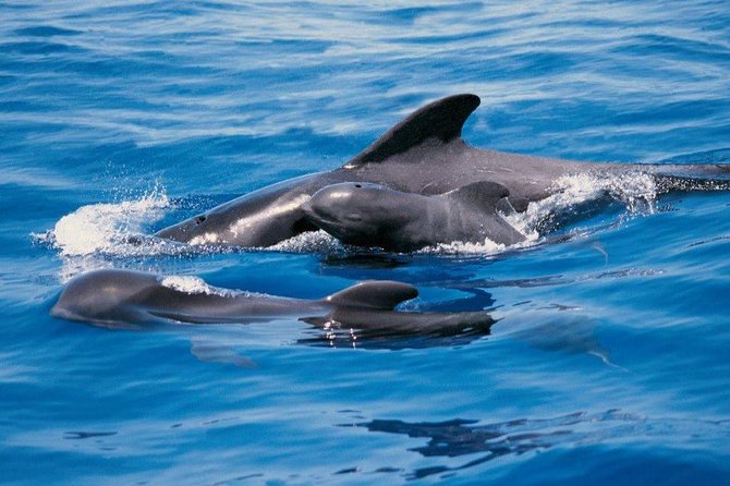 Luxury 3 Hour Yacht Private Charter - Key highlights you’ll feel right away