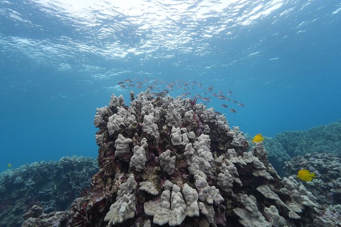 Maui: Molokini and Turtles Luxury Yacht Snorkel - Molokini Crater: what you’re actually trying to see