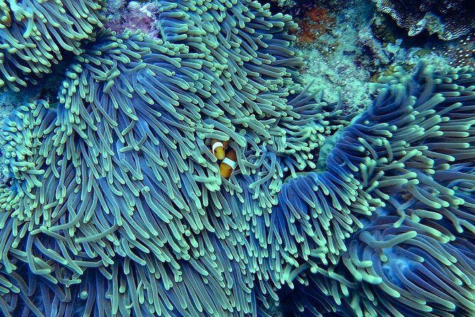 Miami: Snorkeling Adventure in Miami for Beginners Private Yacht - The 2-Hour Route Around Miami: From Marinas to Biscayne National Park