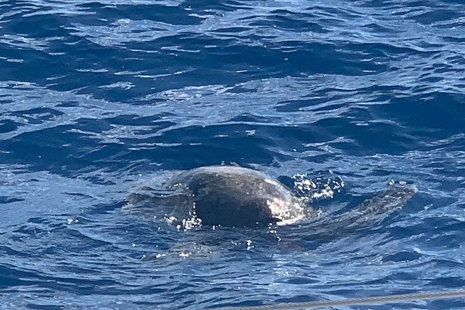 Oahu Small Group Snorkel Tour with Yacht Cruise - Price and Value: What You’re Actually Paying For