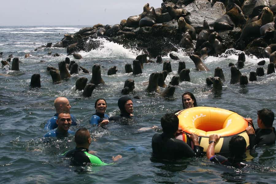 Palomino Islands Yacht Tour and swim alongside the sea lions - Key highlights worth your attention