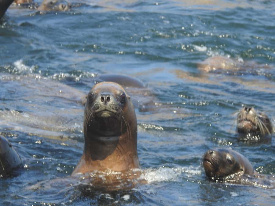 Palomino Islands Yacht Tour and swim alongside the sea lions - Morning setup: pickup in Miraflores, Barranco, or San Isidro