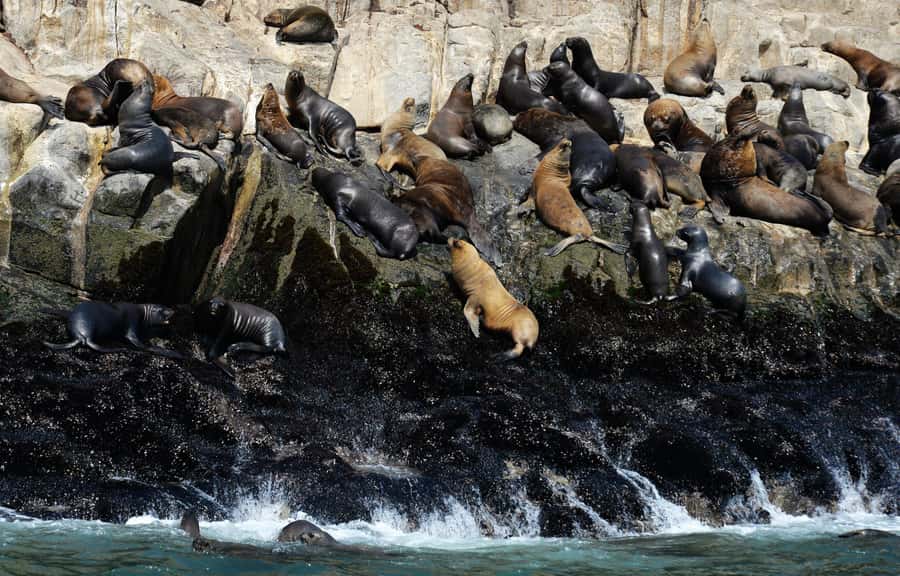 Palomino Islands Yacht Tour and swim alongside the sea lions - What $125 buys you (and how it stacks up)