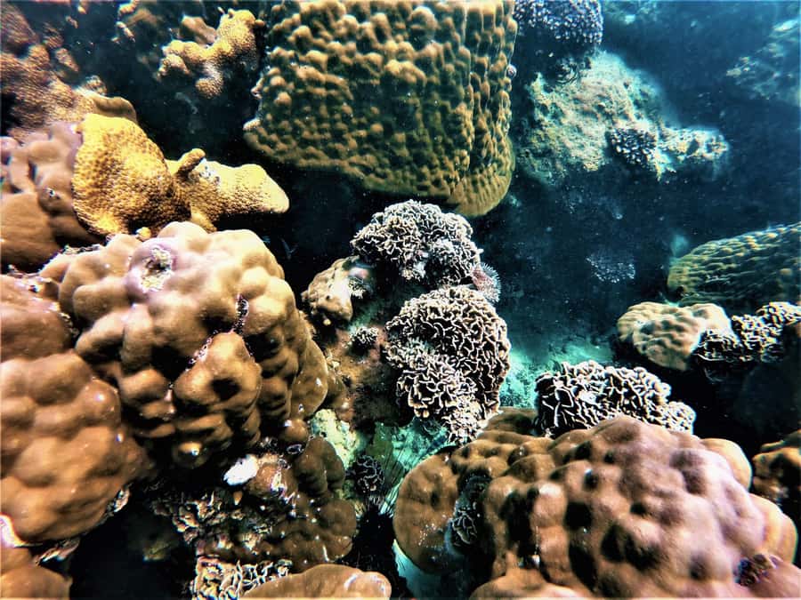 Pattaya: Full-Day 2 Islands Yacht Trip with Lunch and Sunset - Koh Rin: a shorter island stop with snorkeling, wildlife viewing, and paddle time