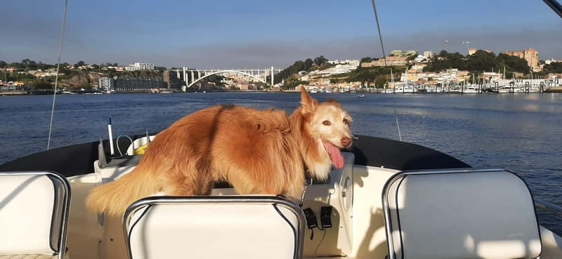 Porto: Private Yacht Tour on Douro River - up to 12 people - Calm Sailing, Photo Breaks, and Music That Actually Makes Sense