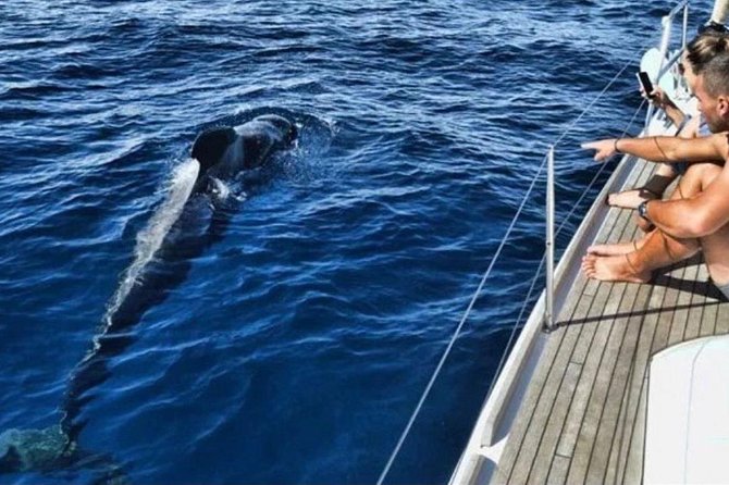 Premium Yacht Private Charter - The swim or snorkel stop: equipment included, and you control the pace