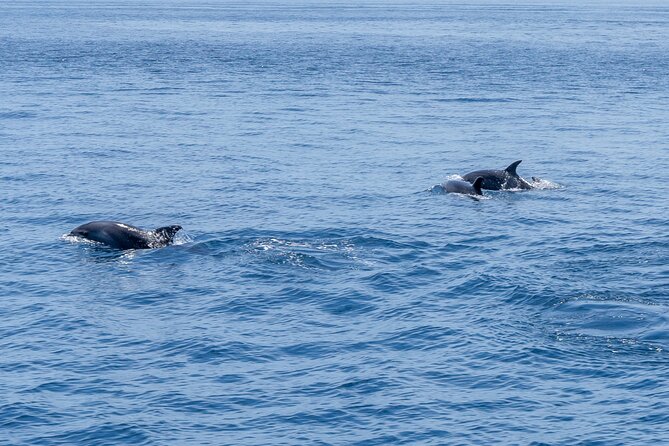 Private Coastline and Dolphins Yacht Cruise from Albufeira - Top 100 beach views without beach crowd logistics
