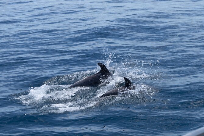 Private Coastline and Dolphins Yacht Cruise from Albufeira - Onboard comfort: luxury yacht touches you’ll actually use
