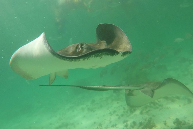 Private Fishing Tour in Yacht Playa del Carmen - Trolling for big game, plus reef-fishing options