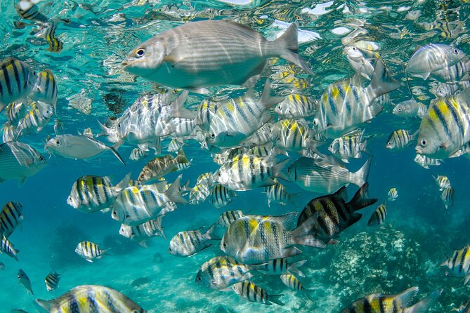Private Yacht 48 ft Sting Ray City, Snorkel & Starfish Beach - Snorkeling Coral and Tropical Fish: What the Crew’s Setup Actually Gives You