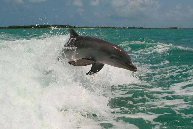 Private Yacht Cruise to Dolphin House with Lunch : Hurghada - Safety, guides, and how the small group changes the feel