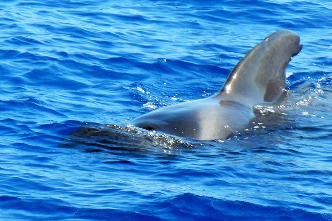 Private Yacht Excursion from Puerto Colon 3 hours - Getting on board: Puerto Colón to your cabin-moment
