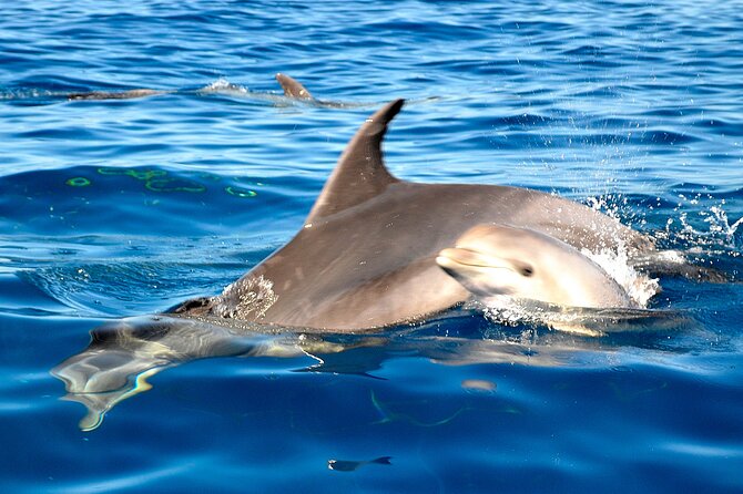 Private Yacht Excursion from Puerto Colon 3 hours - Value for money: $543.07 per group and what you get for it