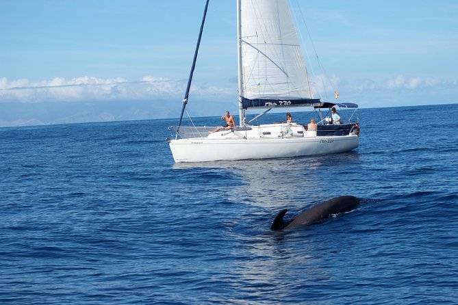 Private Yacht Tour With Whale and Dolphin Watching 33 Foot Boat - Captain-Led Sailing: Why You’ll Feel “Handled” Without Feeling Rushed