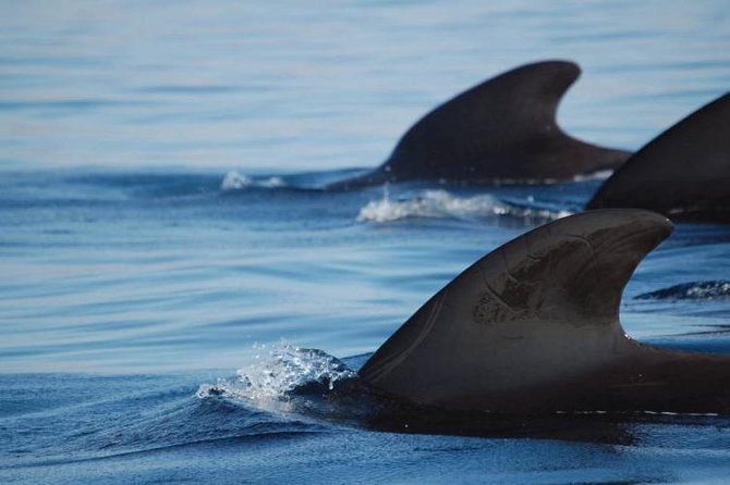 Private Yacht Tour With Whale and Dolphin Watching 33 Foot Boat - Costa Adeje From the Water: Caves, Beaches, and Wildlife Sightlines