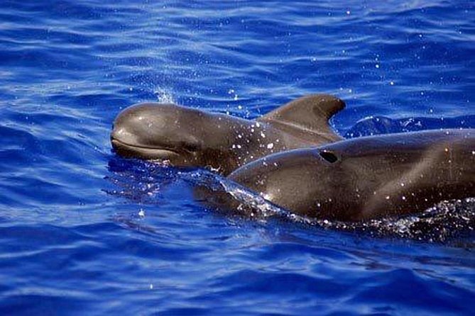 Private Yacht Tour With Whale and Dolphin Watching 33 Foot Boat - The Snorkeling Stop: Gear Included and Why Puertito Beach Matters