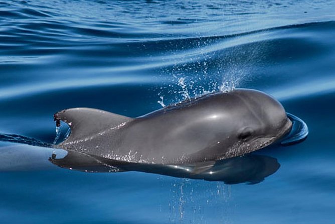 Private Yacht Tour With Whale and Dolphin Watching 42 Foot Boat - The whale and dolphin hunt: pilot whales, dolphins, and more
