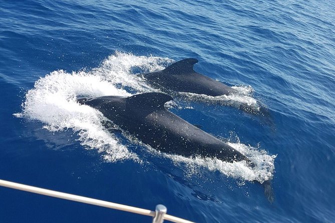 Private Yacht Tour With Whale and Dolphin Watching 42 Foot Boat - 3 hours vs 6 hours: choosing the right amount of time on water