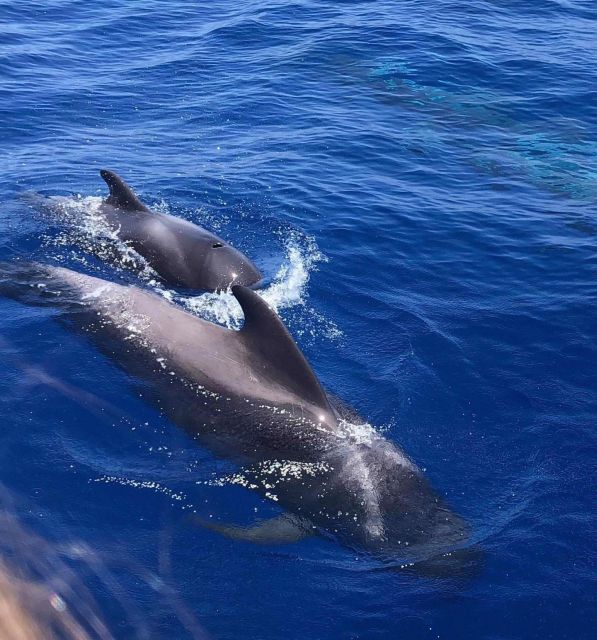 Puerto Colon: Whale and Dolphin Watching Yacht Trip - Key Points Worth Your Attention