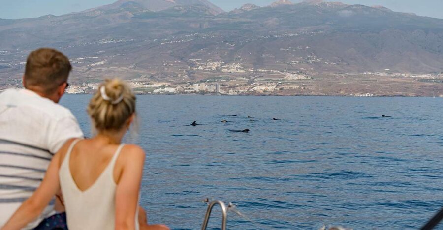 Puerto Colon: Whale and Dolphin Watching Yacht Trip - Starting in Puerto Colón: getting on board smoothly