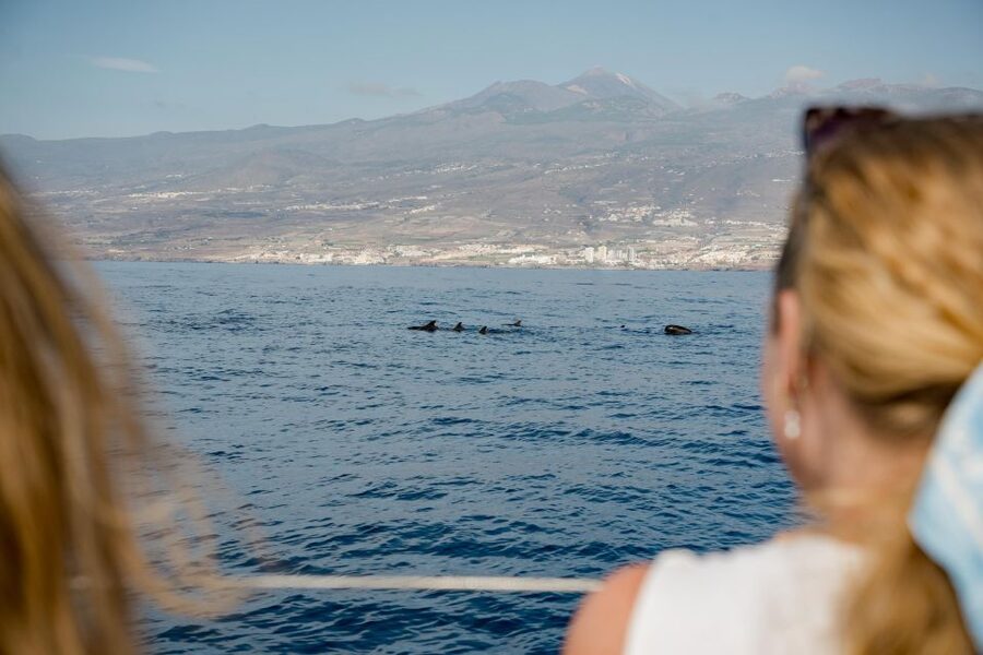 Puerto Colon: Whale and Dolphin Watching Yacht Trip - Costa Adeje waters: what to expect during the wildlife search