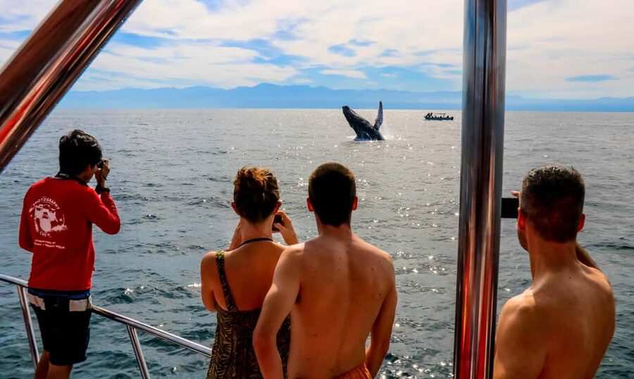 Puerto Vallarta: Mega Yacht Whale Watching Sunset Cruise - Key things I’d circle in your notes