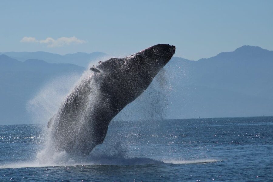 Puerto Vallarta: Mega Yacht Whale Watching Sunset Cruise - The Bay of Banderas: where you’re aiming for humpbacks