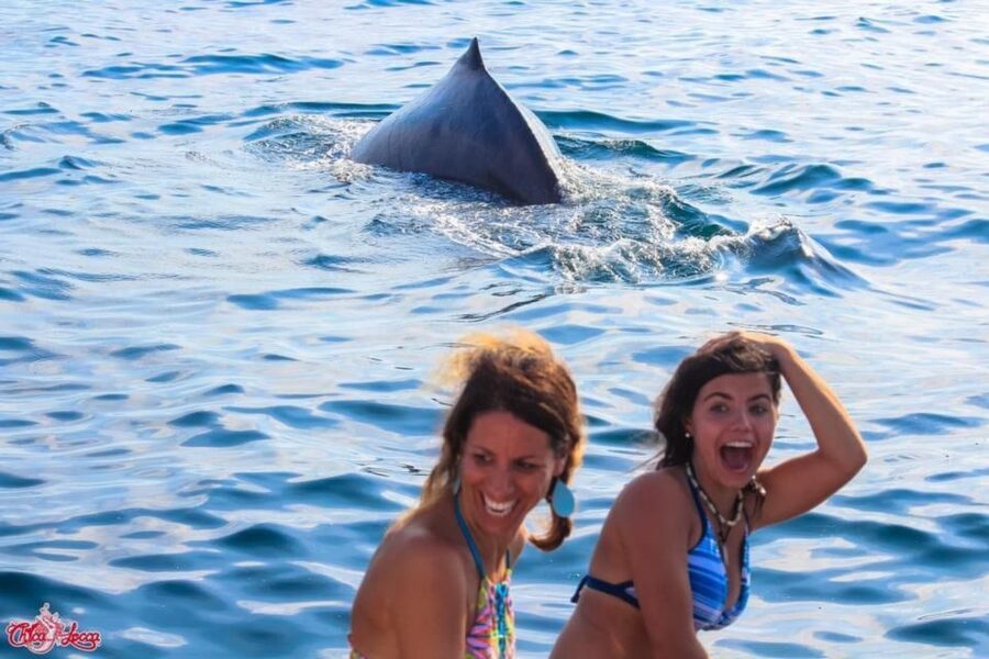 Puerto Vallarta: Mega Yacht Whale Watching Sunset Cruise - Whale watching in practice: what the guide and captain do