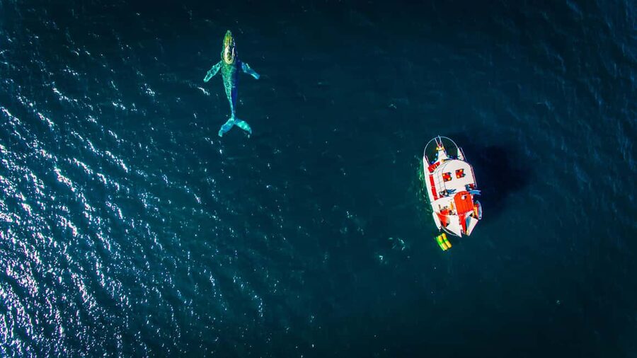 Puerto Vallarta: Mega Yacht Whale Watching Sunset Cruise - Price and value: is $87 a fair deal?