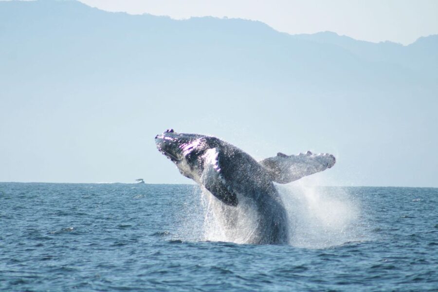 Puerto Vallarta: Mega Yacht Whale Watching Sunset Cruise - Who this tour fits best (and who should skip it)