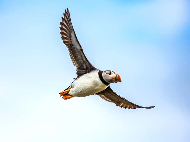 Puffin Watching Yacht Cruise from Downtown Reykjavík - Key Things to Know Before You Go