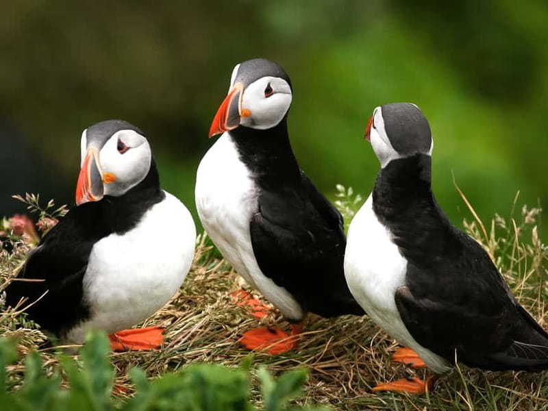 Puffin Watching Yacht Cruise from Downtown Reykjavík - From Old Harbour to Open Water: What the 1-Hour Cruise Adds