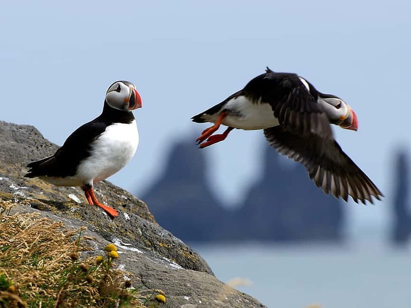 Puffin Watching Yacht Cruise from Downtown Reykjavík - Puffins and Other Birds: How Often You’ll Actually See Them