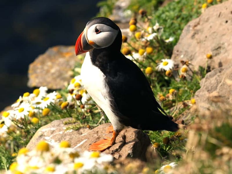Puffin Watching Yacht Cruise from Downtown Reykjavík - Price and Value at $75 per Person