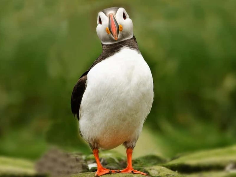 Puffin Watching Yacht Cruise from Downtown Reykjavík - Should You Book Puffin Watching from Downtown Reykjavík?