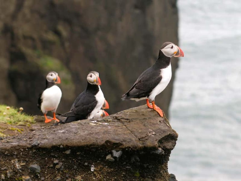 Puffin Watching Yacht Cruise from Downtown Reykjavík - Faxaflói Bay Islands: Engey, Lundey, and Viðey