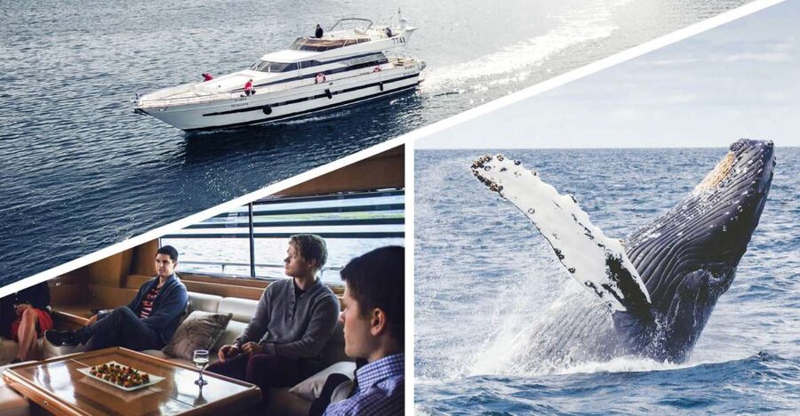 Reykjavik: Whale Watching and Dolphin Watching Yacht Cruise - Key things that make this cruise worth it