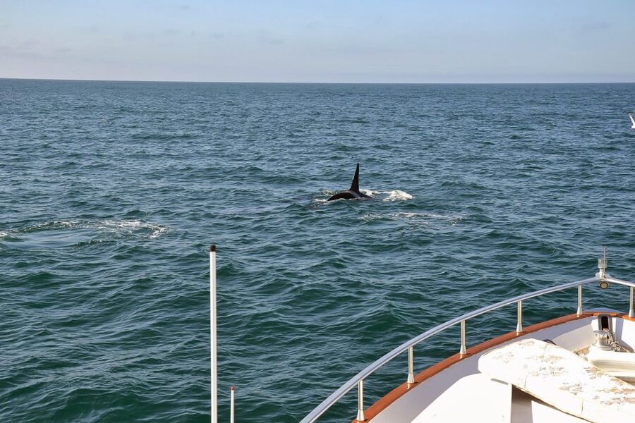 Reykjavik: Whale Watching and Dolphin Watching Yacht Cruise - FAQ