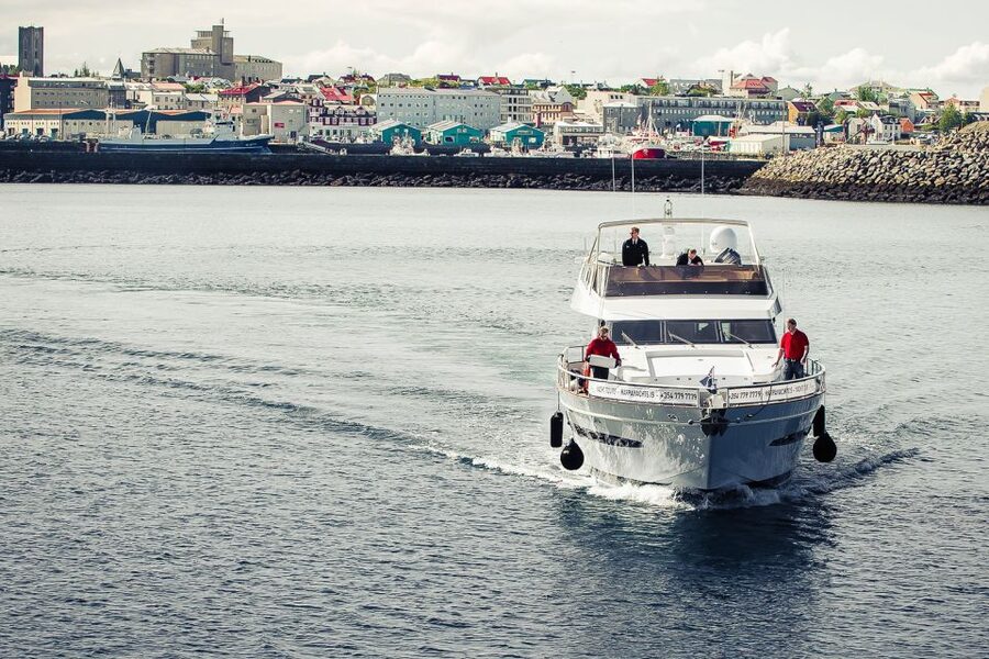 Reykjavik: Whale Watching and Dolphin Watching Yacht Cruise - Whales, dolphins, and puffins: what you should expect