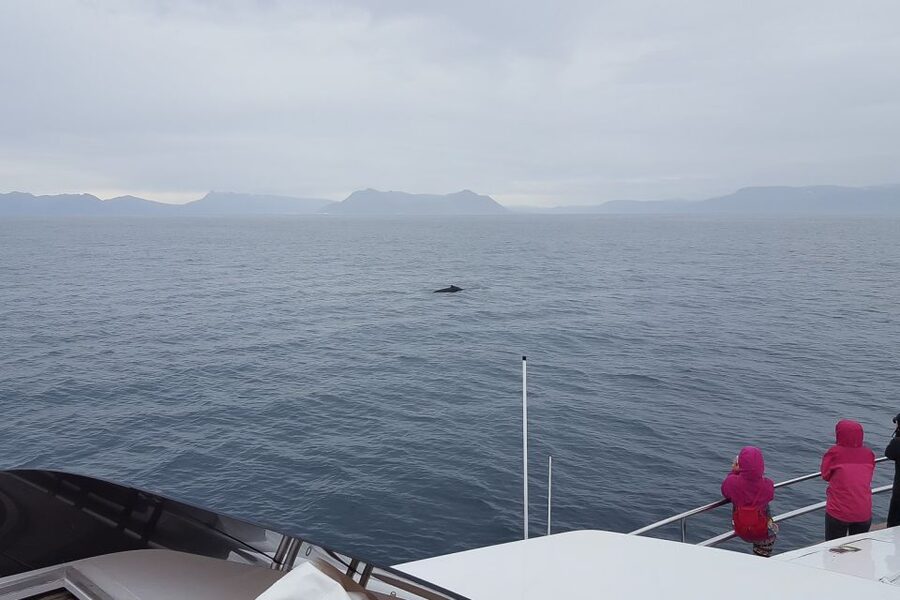Reykjavik: Whale Watching and Dolphin Watching Yacht Cruise - Comfort at sea: warm blankets, decks, and the reality of spray
