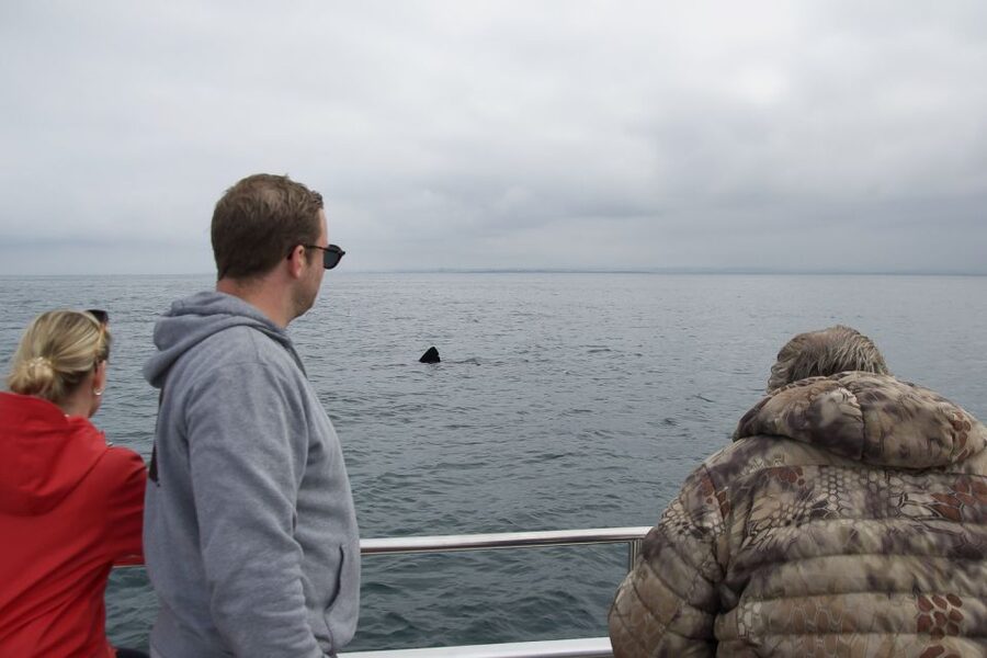 Reykjavik: Whale Watching and Dolphin Watching Yacht Cruise - How the guide experience improves your odds