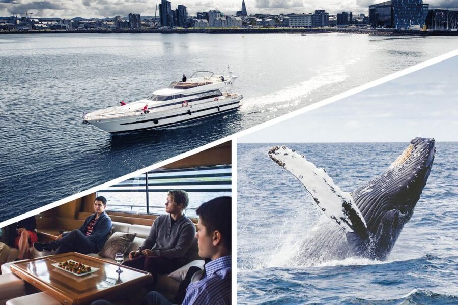 Reykjavik: Whale Watching and Dolphin Watching Yacht Cruise - Who this cruise is best for