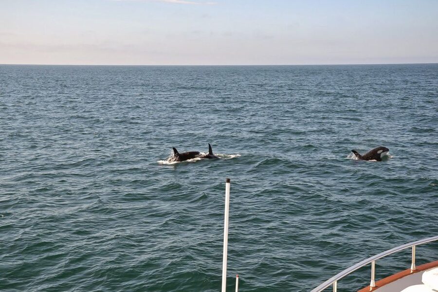 Reykjavik: Whale Watching and Dolphin Watching Yacht Cruise - Should you book the Reykjavik whale and dolphin yacht cruise?