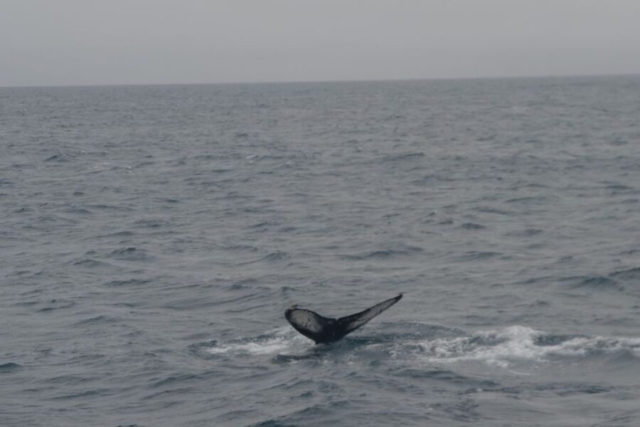 Reykjavik: Whale Watching and Dolphin Watching Yacht Cruise - What three hours on Faxafloi Bay actually feels like